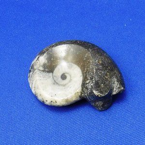 Ammonoid Fossil, "Ammonite", Polished, 1.3 oz